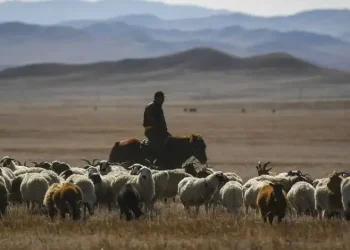 Пастуха с особо крупной партией наркотиков задержали  в Жамбылской области