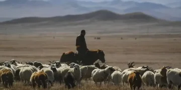 Пастуха с особо крупной партией наркотиков задержали  в Жамбылской области