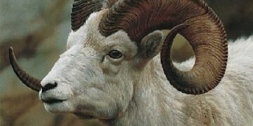 Бөтен қошқар