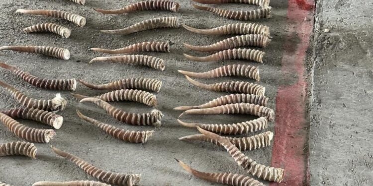 ЖЕТІСУДА КИІК МҮЙІЗДЕРІН АЛЫП КЕТУДІҢ ЖОЛЫ КЕСІЛДІ