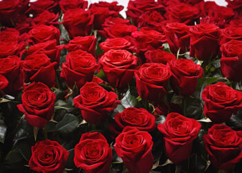 1 341 тонна гүл немесе 24,6 млн. дана гүл әкелінген