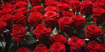 1 341 тонна гүл немесе 24,6 млн. дана гүл әкелінген