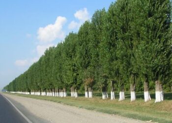 Үкімет Президенттің «Таза Қазақстан» бастамасын қалай жүзеге асырады?