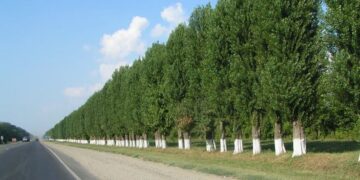 Үкімет Президенттің «Таза Қазақстан» бастамасын қалай жүзеге асырады?