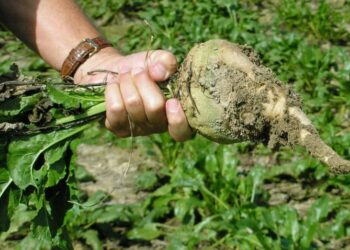 Жамбылда қант қызылшасын өндіруге 8,6 млрд теңге қажет болса, 2 млрд теңге ғана бөлінді