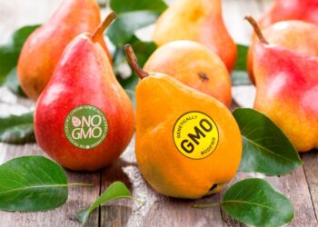 ГМО өнімдерінің денсаулыққа пайдалы не зиян екендігі әлі күнге дәлелденбеген