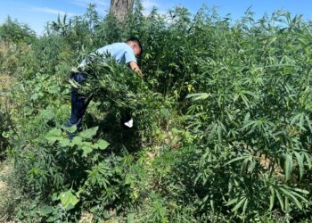 Шу алқабында бір аптада 2 тоннадан астам қарасора жойылды