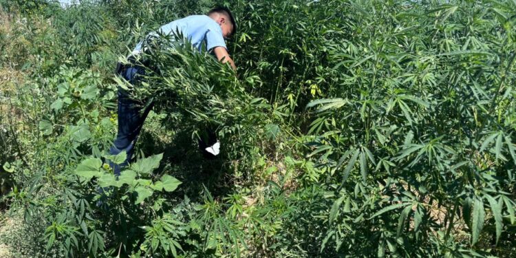 Шу алқабында бір аптада 2 тоннадан астам қарасора жойылды