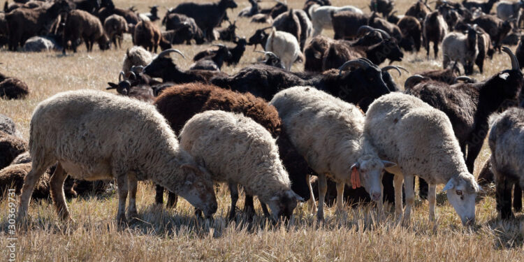 Жамбыл облысында 500-ге жуық қой суға кетті