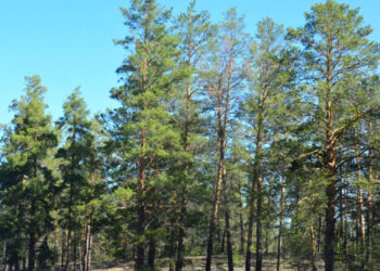 «Семей орманы» филиалының директоры ұсталды