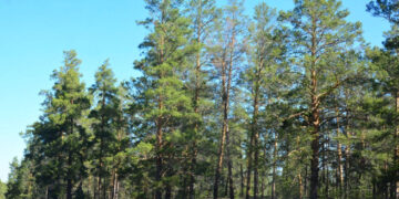 «Семей орманы» филиалының директоры ұсталды