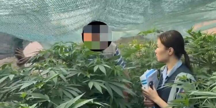 100 келіден астам есірткі: Жамбыл облысында ірі есірткі плантациясы жойылды