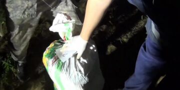 «Қарасора-2024»: жамбылдық тұрғын жабайы қарасораны жинау кезінде ұсталды