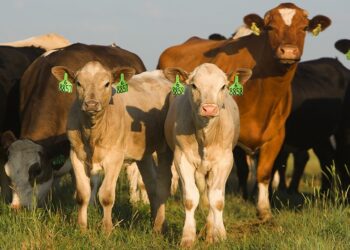 Жамбылда 4 млн-нан астам малдың 764 000 басы жоқ боп шықты