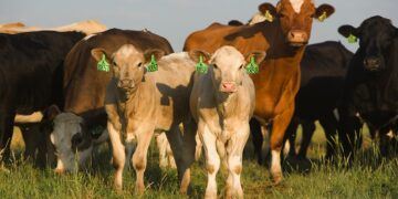 Жамбылда 4 млн-нан астам малдың 764 000 басы жоқ боп шықты