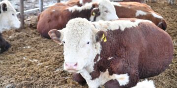 ЕТ ЭКСПОРТЫНАН ТҮРКІСТАН ОБЛЫСЫ ЕЛІМІЗДЕ БІРІНШІ ОРЫНДА ТҰР