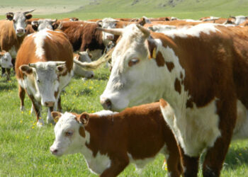 3 миллионнан астам уақ мал санда бар, санатта жоқ