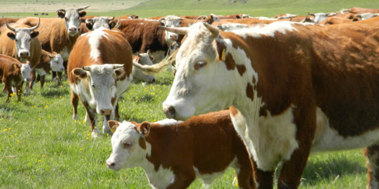 3 миллионнан астам уақ мал санда бар, санатта жоқ