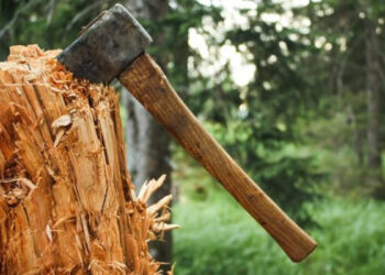 Орман алқаптарында ағашқа сұраныс азайған