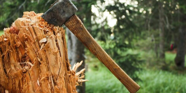 Орман алқаптарында ағашқа сұраныс азайған