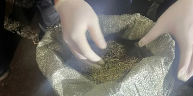 ҰҚК Жамбылда екі есірткі тобының жолын кесті