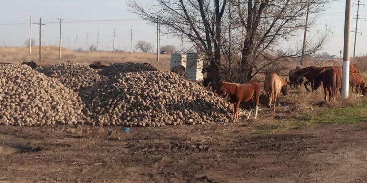 Қант қызылшасы: Жамбылдық шаруалардың алаңдауына негіз бар ма?