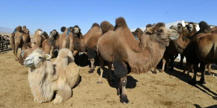 Ауылдағы жастарды еңбекке баулып, жұмыспен қамтып отыр