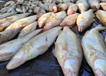 Жамбылда «Браконьер» іс-шарасы барысында 267 құқық  бұзушылық анықталды