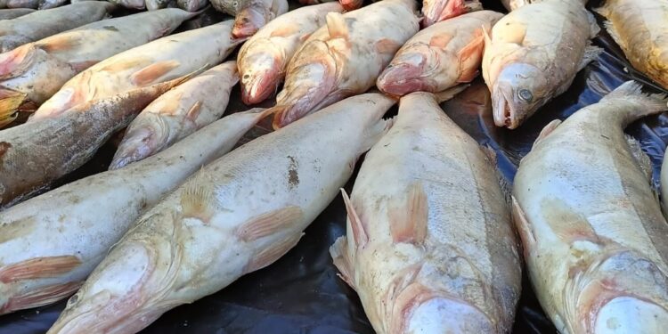 Жамбылда «Браконьер» іс-шарасы барысында 267 құқық  бұзушылық анықталды