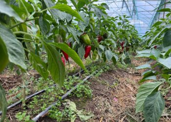 Еліміздегі жылыжайдың 71 пайызы — Түркістанда