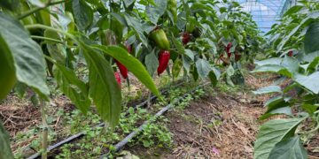 Еліміздегі жылыжайдың 71 пайызы — Түркістанда