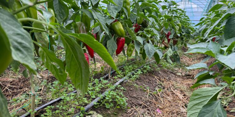 Еліміздегі жылыжайдың 71 пайызы — Түркістанда