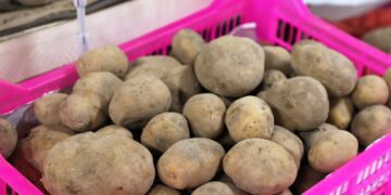 1 келісі — 130 теңге: Таразда картоп арзан бағамен сатылуда