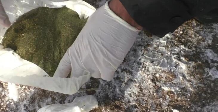 Үйінде аса ірі көлемде есірткі сақтаған Шу тұрғыны ұсталды