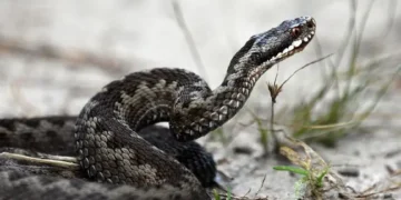 Жыландар жер сілкінісі болатынын қайдан біледі? (болған оқиға ізімен)