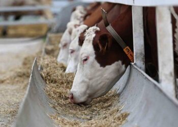 Өткен жылы «Ауыл аманаты» арқылы қарастырылған қаражат бөлінбеді
