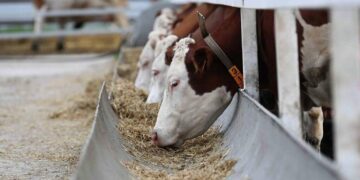 Өткен жылы «Ауыл аманаты» арқылы қарастырылған қаражат бөлінбеді