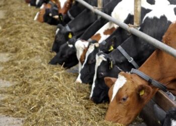 Қазақстандық шаруалар малын Қырғызстанға апарып сатуға неге құмар?