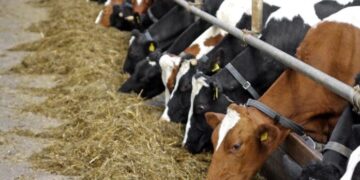 Қазақстандық шаруалар малын Қырғызстанға апарып сатуға неге құмар?