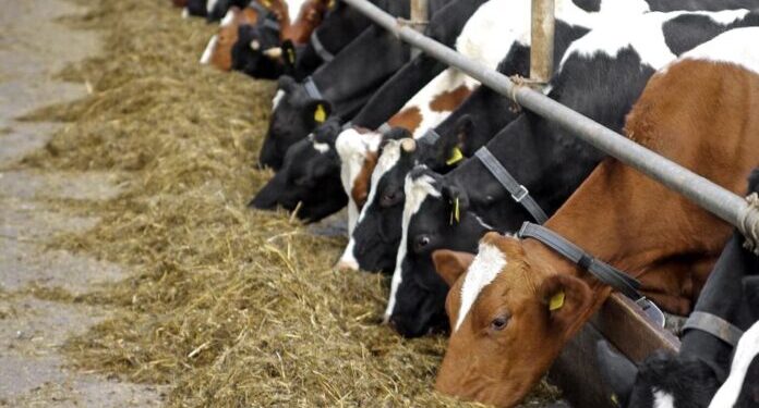 Қазақстандық шаруалар малын Қырғызстанға апарып сатуға неге құмар?