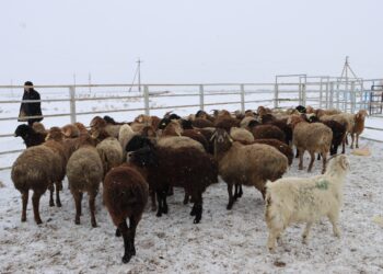 Жамбыл облысындағы ауыл тұрғындарына 100 бас мал берілді