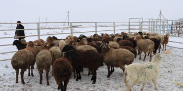 Жамбыл облысындағы ауыл тұрғындарына 100 бас мал берілді