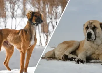 Депутат күзде Тазы мен Төбет күнін мерекелеуді ұсынды