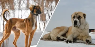 Депутат күзде Тазы мен Төбет күнін мерекелеуді ұсынды