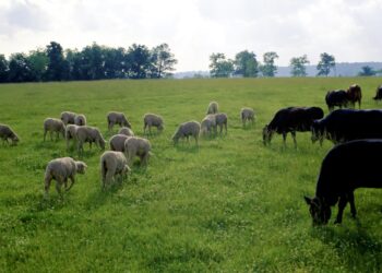 Мал жаю үшін арнайы орман билетін алуға мәжбүр