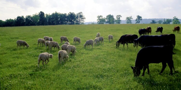 Мал жаю үшін арнайы орман билетін алуға мәжбүр