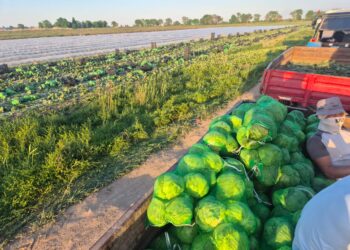 «Су молынан келді»,- Түркістан облысының диқандары қырыққабаттың алғашқы өнімін жинады