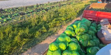 «Су молынан келді»,- Түркістан облысының диқандары қырыққабаттың алғашқы өнімін жинады