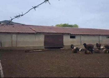 Жамбылда полицейлер қой ұрлаған күдіктіні ұстады