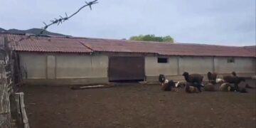 Жамбылда полицейлер қой ұрлаған күдіктіні ұстады